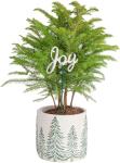 Costa Farms Norfolk Island Pine, Live Christmas Tree Plant in Holiday Decorative Plant Pot, Includes Decoration, Indoor Houseplant, Home, Room, or Office Decor, Christmas Gift, 10-14 Inches Tall