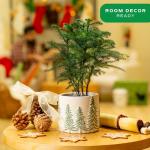 Costa Farms Norfolk Island Pine, Live Christmas Tree Plant in Holiday Decorative Plant Pot, Includes Decoration, Indoor Houseplant, Home, Room, or Office Decor, Christmas Gift, 10-14 Inches Tall