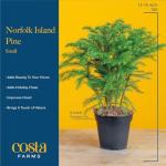 Costa Farms Norfolk Island Pine, Live Christmas Tree Plant in Holiday Decorative Plant Pot, Includes Decoration, Indoor Houseplant, Home, Room, or Office Decor, Christmas Gift, 10-14 Inches Tall