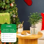 Costa Farms Norfolk Island Pine, Live Christmas Tree Plant in Holiday Decorative Plant Pot, Includes Decoration, Indoor Houseplant, Home, Room, or Office Decor, Christmas Gift, 10-14 Inches Tall