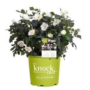 2 Gallon Knock Out Rose White Shrub