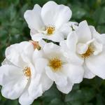 2 Gallon Knock Out Rose White Shrub