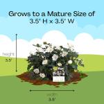 2 Gallon Knock Out Rose White Shrub