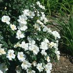 2 Gallon Knock Out Rose White Shrub