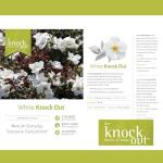 2 Gallon Knock Out Rose White Shrub