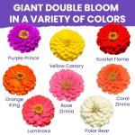 NatureZ Edge Zinnia Seeds for 2025 Planting Outdoors, Over 4000 Flower Seeds, 1 Oz, Non GMO Made in USA, Bulk Semillas De Flores para Sembrar, California Giants, Easy to Grow Zinnia Seed Mix