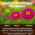 NatureZ Edge Zinnia Seeds for 2025 Planting Outdoors, Over 4000 Flower Seeds, 1 Oz, Non GMO Made in USA, Bulk Semillas De Flores para Sembrar, California Giants, Easy to Grow Zinnia Seed Mix