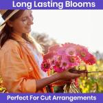 NatureZ Edge Zinnia Seeds for 2025 Planting Outdoors, Over 4000 Flower Seeds, 1 Oz, Non GMO Made in USA, Bulk Semillas De Flores para Sembrar, California Giants, Easy to Grow Zinnia Seed Mix