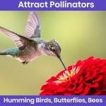 NatureZ Edge Zinnia Seeds for 2025 Planting Outdoors, Over 4000 Flower Seeds, 1 Oz, Non GMO Made in USA, Bulk Semillas De Flores para Sembrar, California Giants, Easy to Grow Zinnia Seed Mix