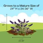 Proven Winner Pugster Buddleia, True-Blue Flowers, 2 Gal. (Pugster Blue)