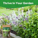 PLANTMEW 10 Herb Seeds Variety Pack - 7,000+ Heirloom Non-GMO Seeds - Basil, Cilantro, Lavender, Parsley, Dill, Thyme, Chives, Oregano, Sage, Herb Garden Kit for Planting Home Garden, Gardening Gift