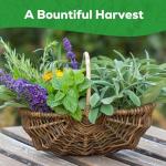 PLANTMEW 10 Herb Seeds Variety Pack - 7,000+ Heirloom Non-GMO Seeds - Basil, Cilantro, Lavender, Parsley, Dill, Thyme, Chives, Oregano, Sage, Herb Garden Kit for Planting Home Garden, Gardening Gift