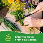 PLANTMEW 10 Herb Seeds Variety Pack - 7,000+ Heirloom Non-GMO Seeds - Basil, Cilantro, Lavender, Parsley, Dill, Thyme, Chives, Oregano, Sage, Herb Garden Kit for Planting Home Garden, Gardening Gift