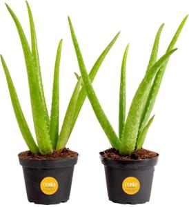 Costa Farms Aloe Vera Live Plants in Plastic Pots, Easy to Maintain, Air Purifying Indoor Succulents, Houseplants for Home, Room, or Office Decor, House Warming or Birthday Gift, 12-18, Pack of 2