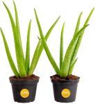 Costa Farms Aloe Vera Live Plants in Plastic Pots, Easy to Maintain, Air Purifying Indoor Succulents, Houseplants for Home, Room, or Office Decor, House Warming or Birthday Gift, 12-18, Pack of 2