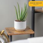 Costa Farms Aloe Vera Live Plants in Plastic Pots, Easy to Maintain, Air Purifying Indoor Succulents, Houseplants for Home, Room, or Office Decor, House Warming or Birthday Gift, 12-18, Pack of 2