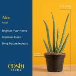 Costa Farms Aloe Vera Live Plants in Plastic Pots, Easy to Maintain, Air Purifying Indoor Succulents, Houseplants for Home, Room, or Office Decor, House Warming or Birthday Gift, 12-18, Pack of 2