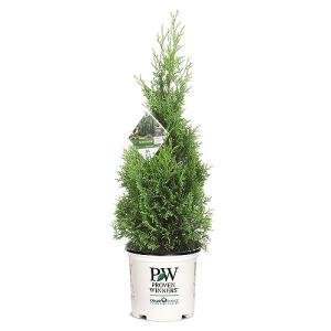 2 Gallon Proven Winners Arborvitae North Pole Shrub