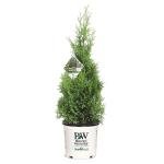 2 Gallon Proven Winners Arborvitae North Pole Shrub