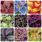 150+ Mix Rainbow Coleus Seeds for Planting - Beautiful Plant in Your Home Garden - Indoors or Outdoors - Attractive and Colorful Coleus Seeds