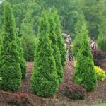 2 Gallon Proven Winners Arborvitae North Pole Shrub
