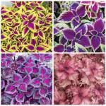 150+ Mix Rainbow Coleus Seeds for Planting - Beautiful Plant in Your Home Garden - Indoors or Outdoors - Attractive and Colorful Coleus Seeds