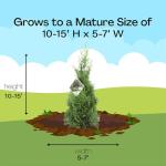 2 Gallon Proven Winners Arborvitae North Pole Shrub