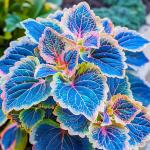 150+ Mix Rainbow Coleus Seeds for Planting - Beautiful Plant in Your Home Garden - Indoors or Outdoors - Attractive and Colorful Coleus Seeds