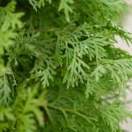 2 Gallon Proven Winners Arborvitae North Pole Shrub