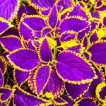 150+ Mix Rainbow Coleus Seeds for Planting - Beautiful Plant in Your Home Garden - Indoors or Outdoors - Attractive and Colorful Coleus Seeds