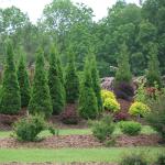2 Gallon Proven Winners Arborvitae North Pole Shrub