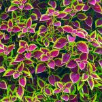 150+ Mix Rainbow Coleus Seeds for Planting - Beautiful Plant in Your Home Garden - Indoors or Outdoors - Attractive and Colorful Coleus Seeds