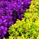 150+ Mix Rainbow Coleus Seeds for Planting - Beautiful Plant in Your Home Garden - Indoors or Outdoors - Attractive and Colorful Coleus Seeds