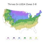 2 Gallon Proven Winners Arborvitae North Pole Shrub