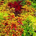 150+ Mix Rainbow Coleus Seeds for Planting - Beautiful Plant in Your Home Garden - Indoors or Outdoors - Attractive and Colorful Coleus Seeds