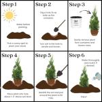 2 Gallon Proven Winners Arborvitae North Pole Shrub