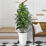 VIVATREES Dracaena Tree 5FT Artificial, 60in Tall Faux Dracaena Tree with 15.7 White Planter, Fake Potted Tree for Indoor & Outdoor Home Office Decor