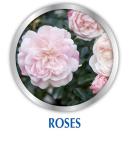 Alaska Fish Fertilizer OMRI Listed 5-1-1, 115 oz