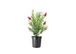 Bottlebrush Tree | 1 Live Gallon Size Plant | Callistemon Citrinus Red Cluster | Drought Tolerant Bird Attracting Shrub Tree