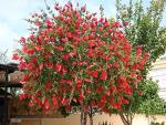 Bottlebrush Tree | 1 Live Gallon Size Plant | Callistemon Citrinus Red Cluster | Drought Tolerant Bird Attracting Shrub Tree