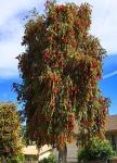 Bottlebrush Tree | 1 Live Gallon Size Plant | Callistemon Citrinus Red Cluster | Drought Tolerant Bird Attracting Shrub Tree