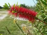 Bottlebrush Tree | 1 Live Gallon Size Plant | Callistemon Citrinus Red Cluster | Drought Tolerant Bird Attracting Shrub Tree