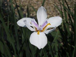 White African Iris 1 Gallon
