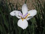 White African Iris 1 Gallon