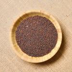1500+ Premium Florida Broadleaf Mustard Seeds for Planting – Fast Growing, Heat and Cold Tolerant – High-Yielding, Non-GMO Heirloom Seeds