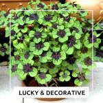 Iron Cross Shamrock Bulbs - 20 Bulbs to Plant - Good Luck Plant - Fast Growing Year Round Color Indoors or Outdoors - Oxalis Shamrock Bulbs