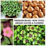 Iron Cross Shamrock Bulbs - 20 Bulbs to Plant - Good Luck Plant - Fast Growing Year Round Color Indoors or Outdoors - Oxalis Shamrock Bulbs