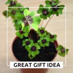 Iron Cross Shamrock Bulbs - 20 Bulbs to Plant - Good Luck Plant - Fast Growing Year Round Color Indoors or Outdoors - Oxalis Shamrock Bulbs