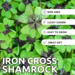 Iron Cross Shamrock Bulbs - 20 Bulbs to Plant - Good Luck Plant - Fast Growing Year Round Color Indoors or Outdoors - Oxalis Shamrock Bulbs