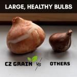 Iron Cross Shamrock Bulbs - 20 Bulbs to Plant - Good Luck Plant - Fast Growing Year Round Color Indoors or Outdoors - Oxalis Shamrock Bulbs